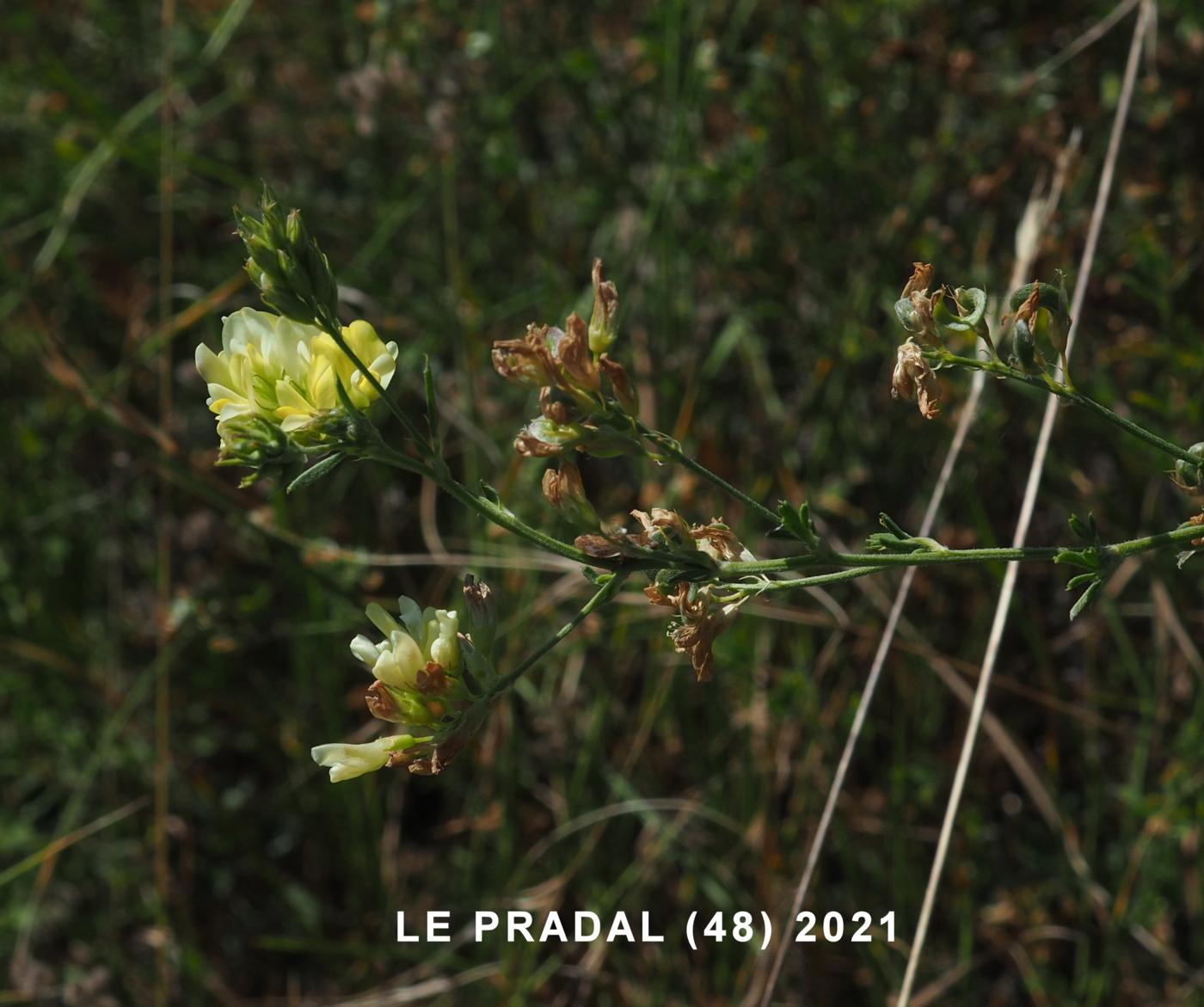 Medick, Hybrid plant